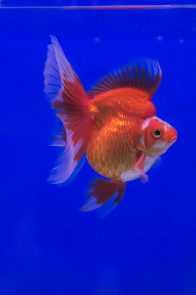 Goldfish Ryukin, fundo azul — Fotografia de Stock