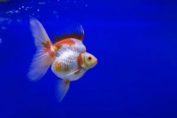 Goldfish Ryukin, latar belakang biru — Stok Foto