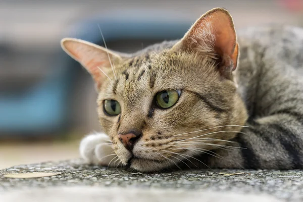 Amerikalı stenografi 