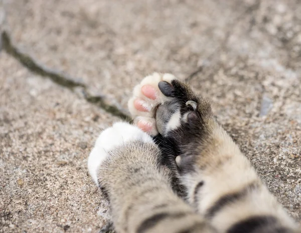 Amerikalı stenografi kedi ayak palm