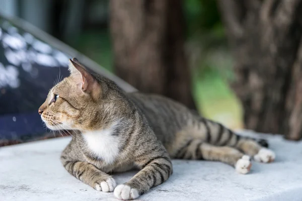 American Shorthair — Stock Photo, Image