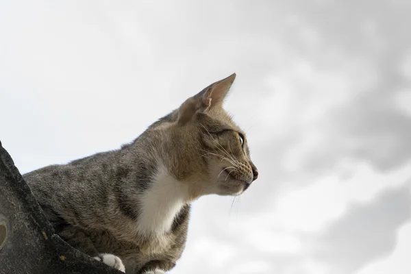 Amerikalı stenografi 