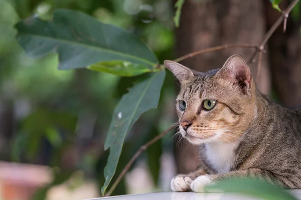 Amerikalı stenografi