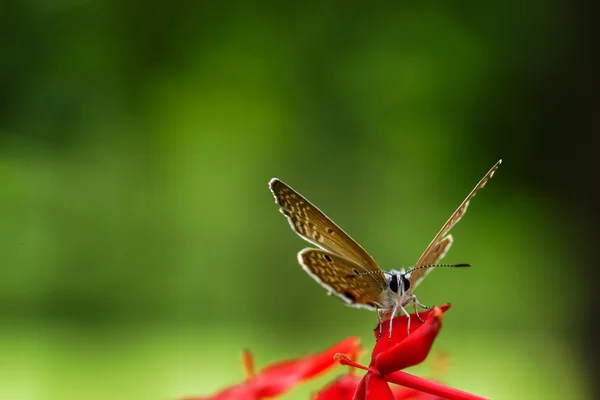 Schmetterling — Stockfoto