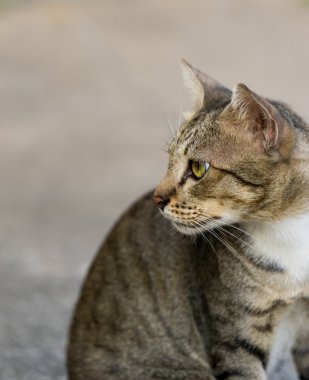 Amerikalı stenografi 