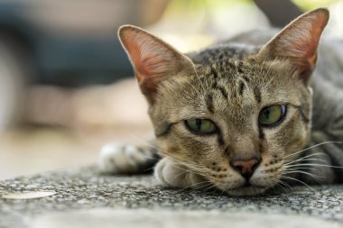 Amerikalı stenografi 