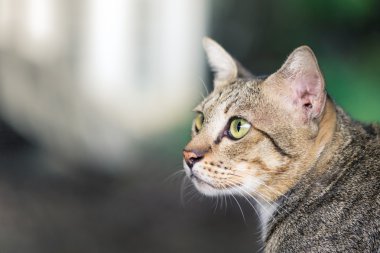 Amerikalı stenografi kedi