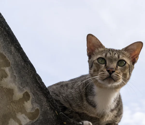 Amerikalı stenografi 