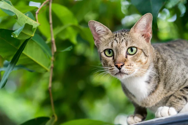 Amerikalı stenografi