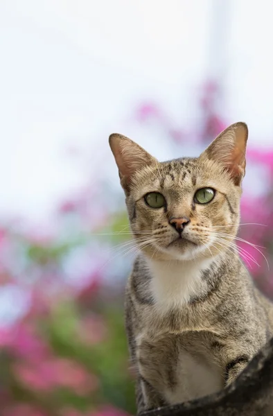 Amerikalı stenografi 