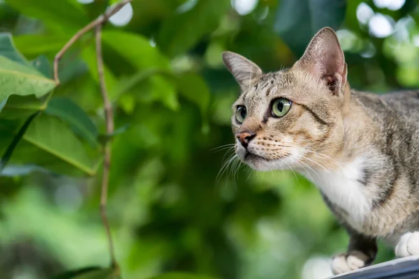 Amerikalı stenografi