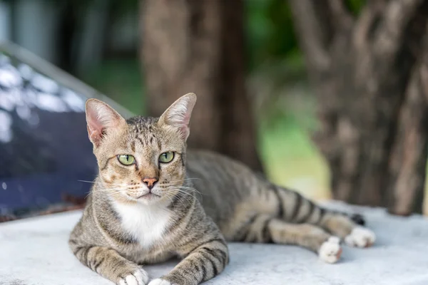 Amerikalı stenografi