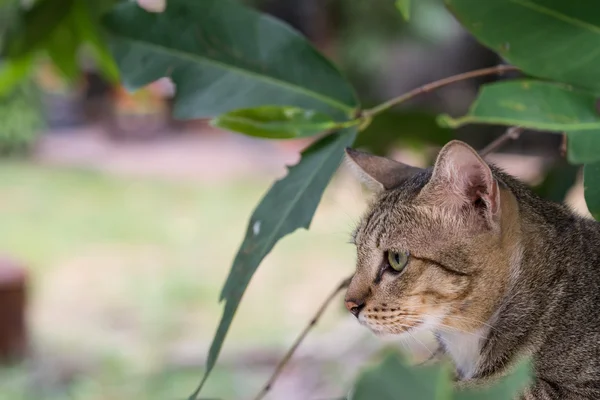 Amerikalı stenografi