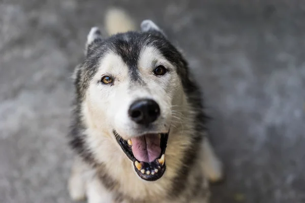 Siberian dış yapraklar