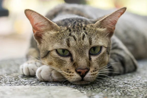 Amerikalı stenografi 