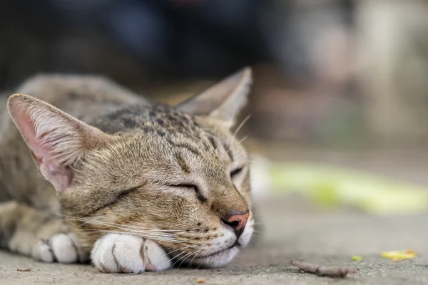 Amerikalı stenografi 