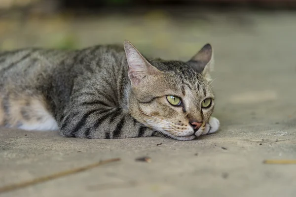 Amerikalı stenografi 