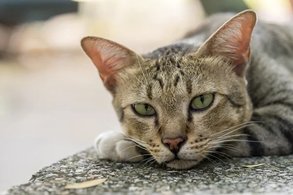 American Shorthair — Stock Photo, Image