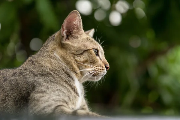 Amerikalı stenografi 