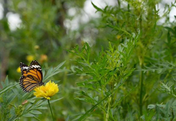 Danaidae, kelebek monarch