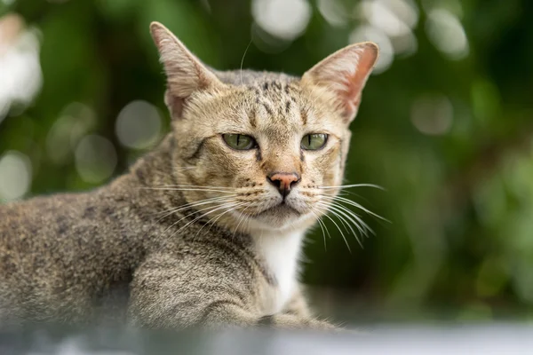 Amerikalı stenografi 