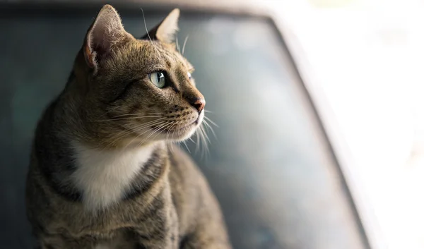 Amerikalı stenografi kedi