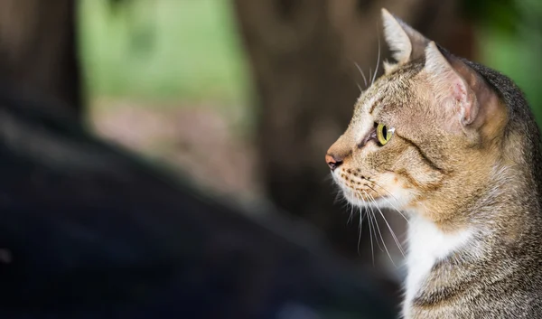 Amerikanische Kurzhaarkatze — Stockfoto