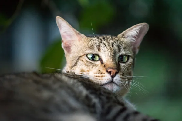 Amerikanische Kurzhaarkatze — Stockfoto