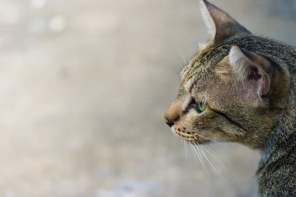 American Shorthair gato — Foto de Stock