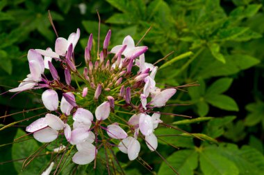 güzel Cleome çiçek