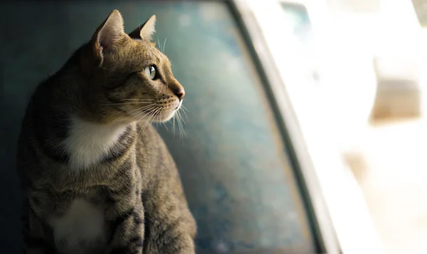 Amerikalı stenografi kedi