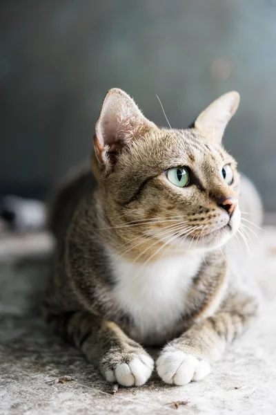 Amerikalı stenografi kedi