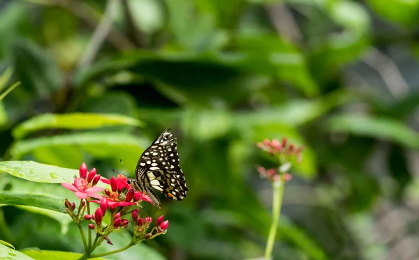Papilio demoleus kelebek