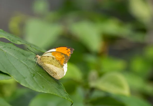 Hebomoia glaucippe kelebek