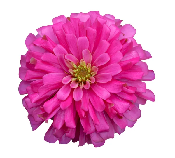 pembe zinnia çiçeği