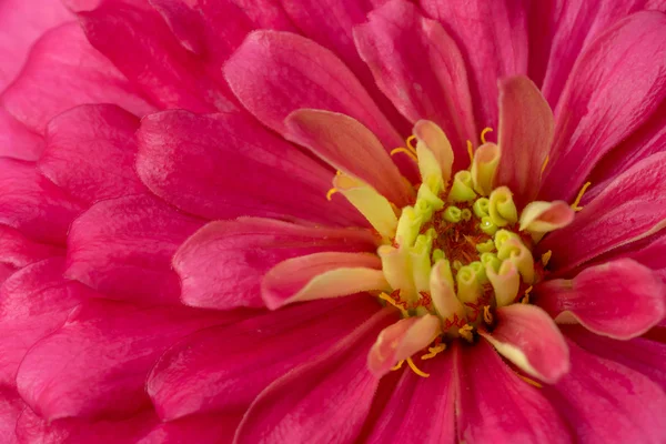 pembe zinnia çiçeği