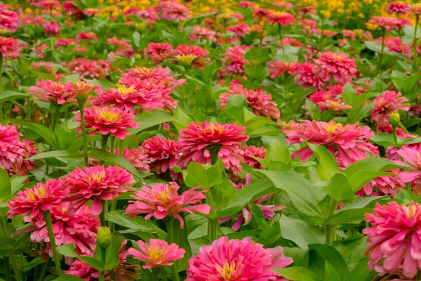 pembe zinnia çiçeği