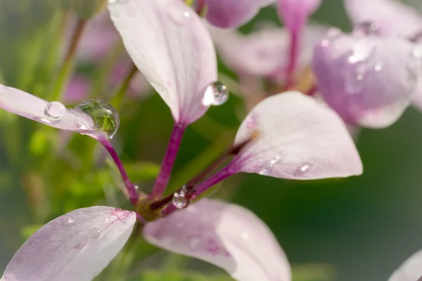 güzel Cleome çiçek