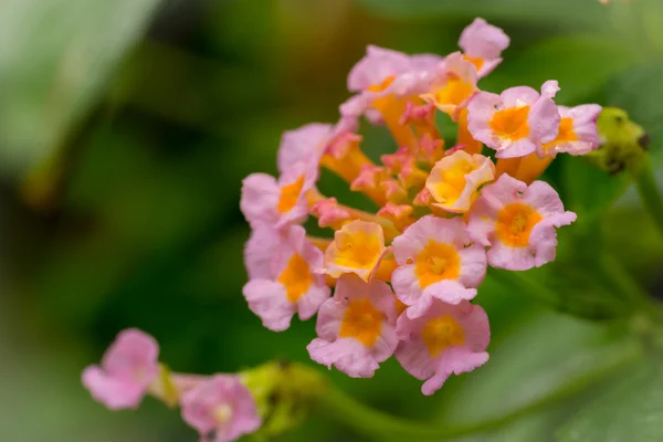 güzel Lantana çiçek