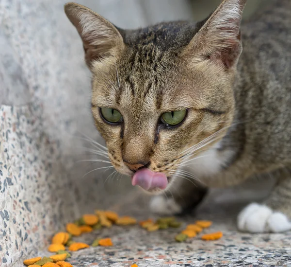 Amerikalı stenografi kedi