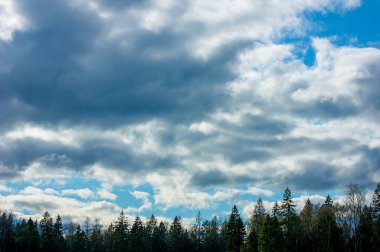 Güzel ormanın üzerindeki mavi gökyüzü manzarası