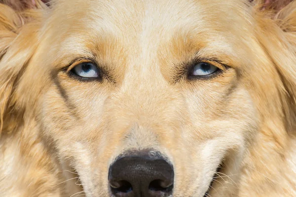Mavi gözlü beyaz çoban köpeği. Portre yakından. — Stok fotoğraf