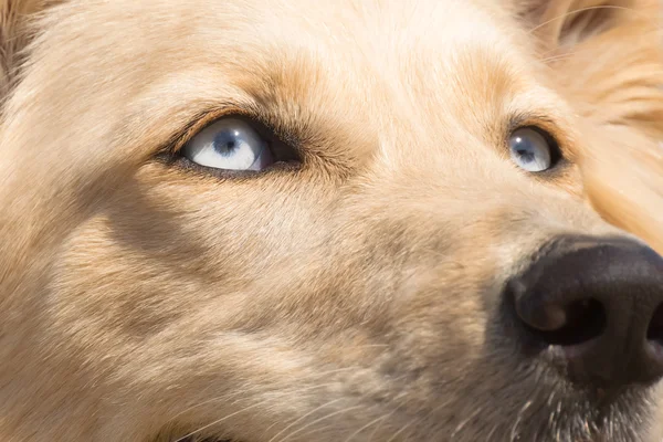 Beyaz çoban köpek mavi gözler. Portre kadar kapatın. — Stok fotoğraf