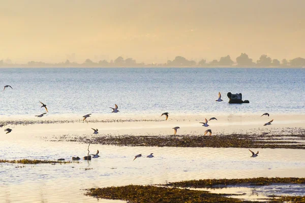 Landscape of a wetland at Nafplio in Greece with a flock of birds (Charadrius species)  flying. — Stock Photo, Image