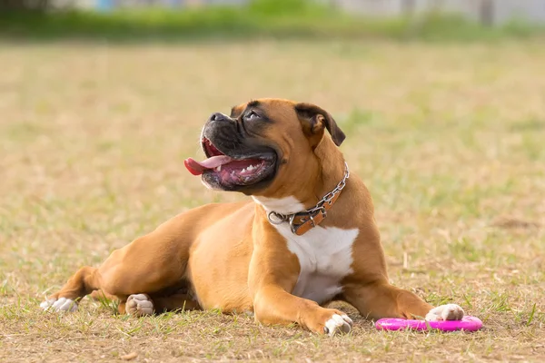 Щасливий боксерський собака грає в парку . — стокове фото