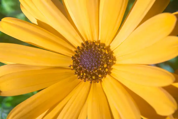 Yellow margarita garden flower close up. — Stock Photo, Image