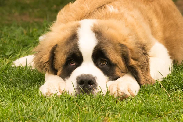 Saint Bernard köpeği köpek yavrusu bir park. Şirin bir an.