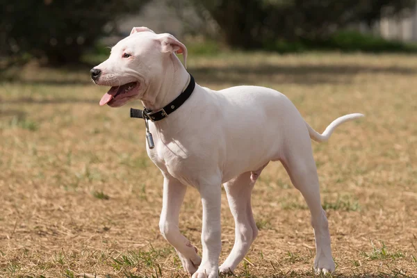 Štěně argentinská doga pes portrét. — Stock fotografie