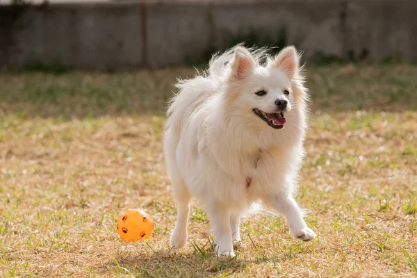 Bir park topuyla oynayan mutlu Spitz köpek. — Stok fotoğraf