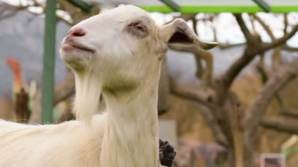 Portrait d'une chèvre mignonne bêlant . — Video